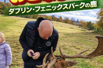 アイルランドの首都ダブリン・フェニックスパークの野生Shika（シーカ）に接近！