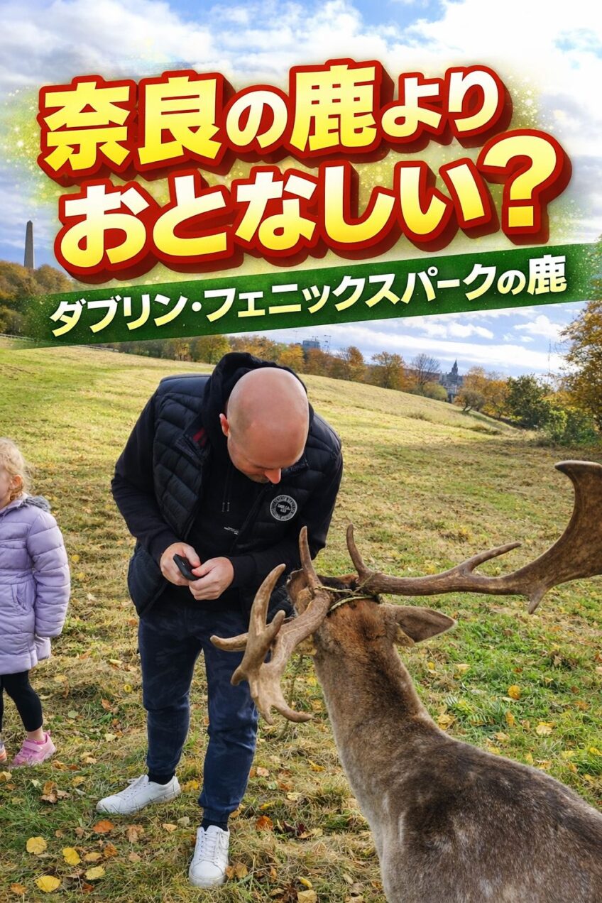 アイルランドの首都ダブリン・フェニックスパークの野生Shika（シーカ）に接近！